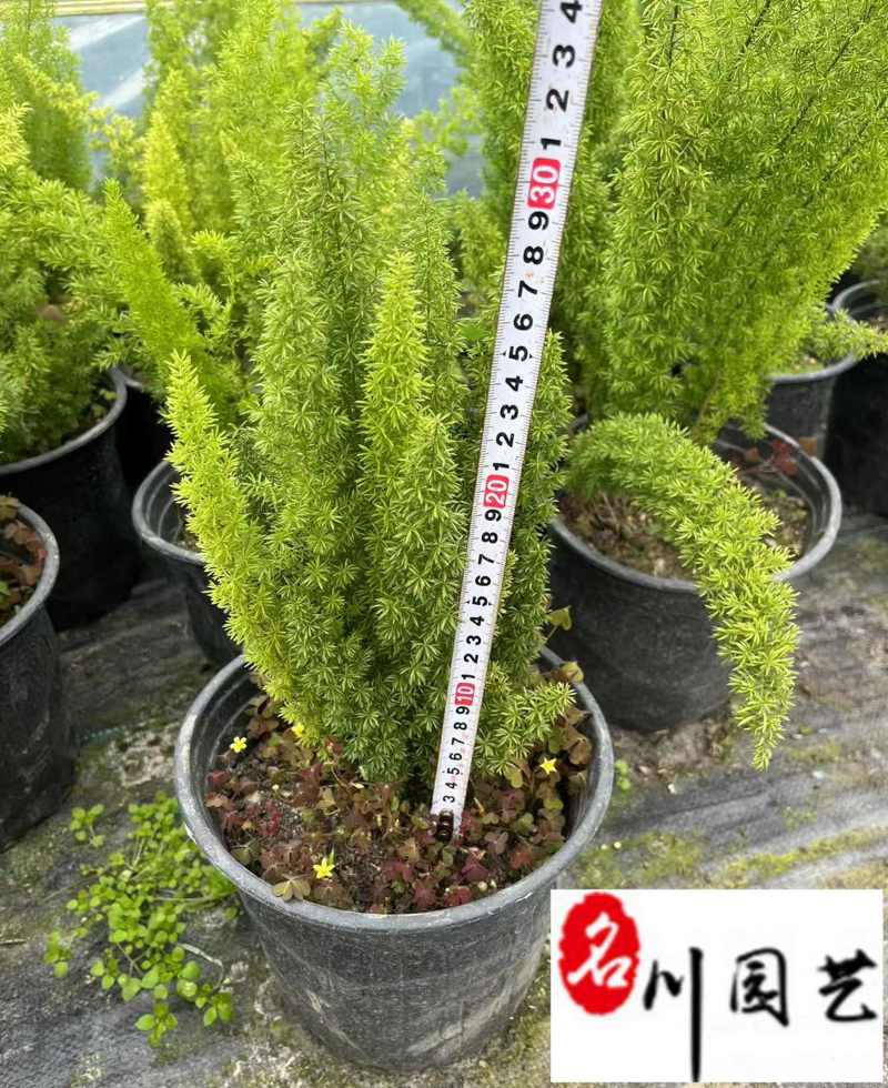 狐尾天门冬基地直供四川狐尾天门冬批发价格四季常绿