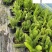 狐尾天门冬基地直供四川狐尾天门冬批发价格四季常绿
