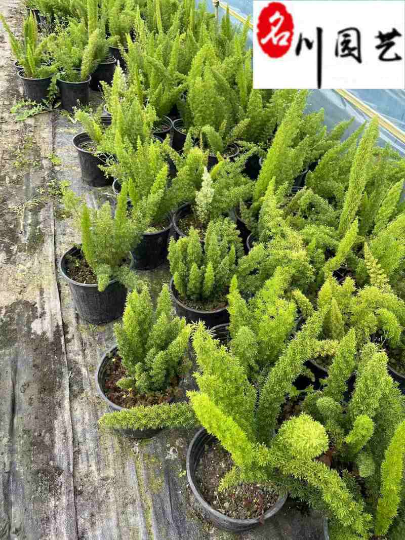狐尾天门冬基地直供四川狐尾天门冬批发价格四季常绿