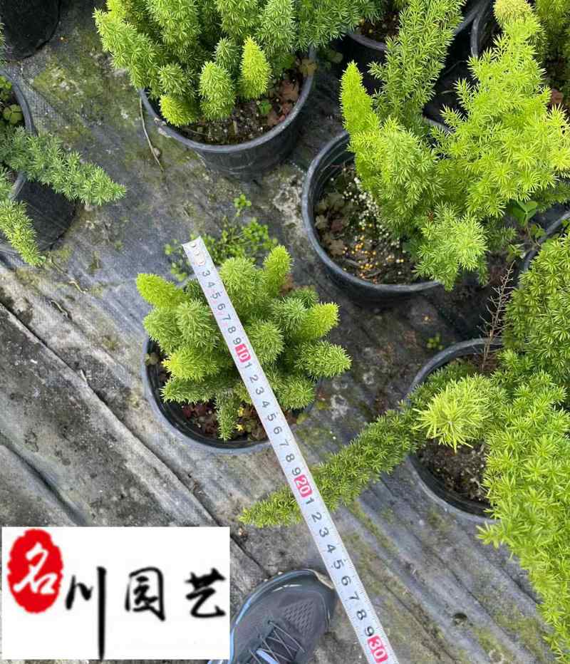 狐尾天门冬基地直供四川狐尾天门冬批发价格四季常绿