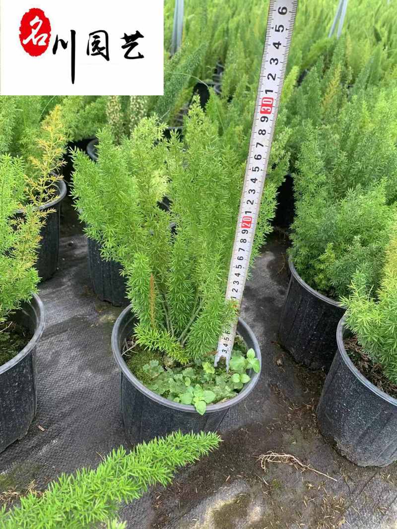 狐尾天门冬基地直供四川狐尾天门冬批发价格四季常绿