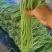 新鲜豆角大量有货产地直发对接全国市场商超电商