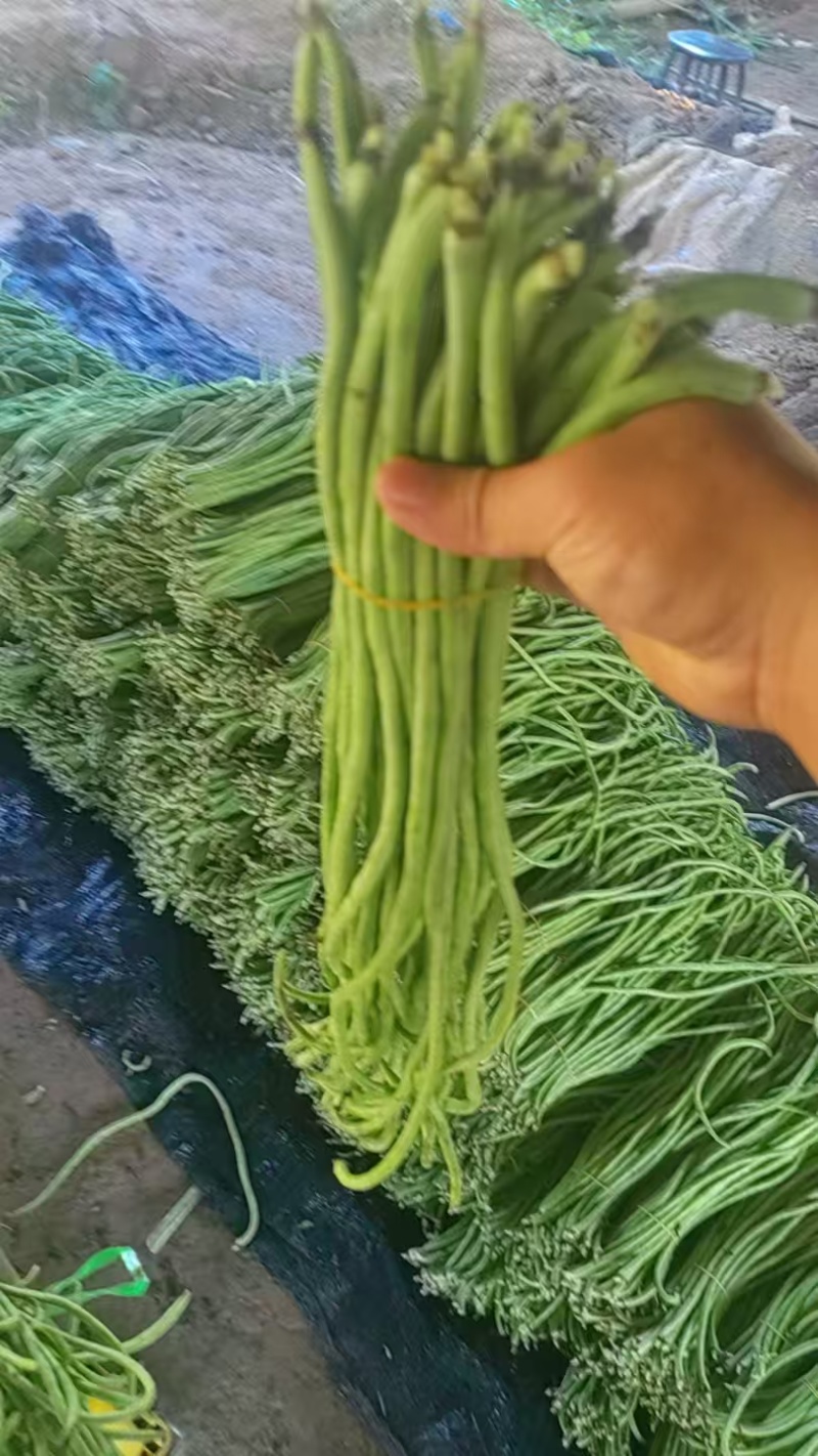 新鲜豆角大量有货产地直发对接全国市场商超电商