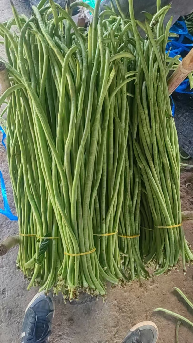 新鲜豆角大量有货产地直发对接全国市场商超电商