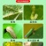 山东邦赛克10%高效氯氟氰菊酯农用甘蓝菜青虫快速杀虫剂