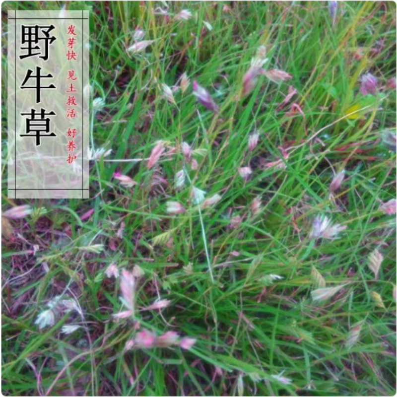野牛草种子护坡固土草籽生态修复耐寒耐践踏耐旱暖季型矮生多