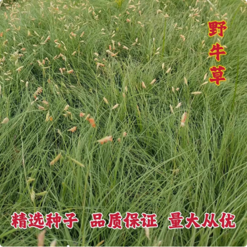 野牛草种子护坡固土草籽生态修复耐寒耐践踏耐旱暖季型矮生多
