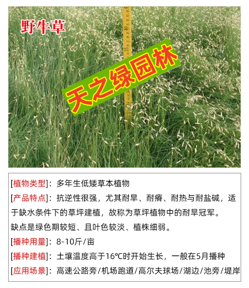 野牛草种子护坡固土草籽生态修复耐寒耐践踏耐旱暖季型矮生多