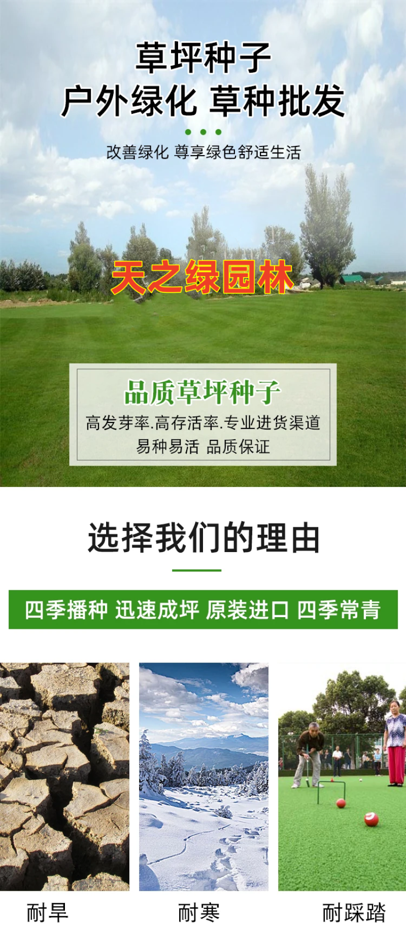野牛草种子护坡固土草籽生态修复耐寒耐践踏耐旱暖季型矮生多