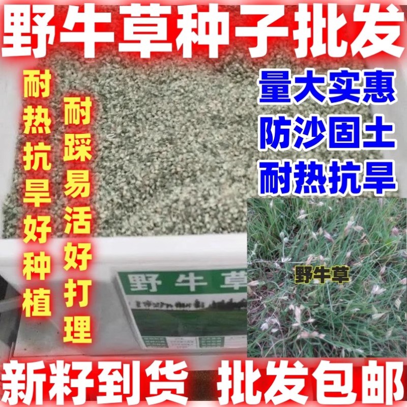野牛草种子护坡固土草籽生态修复耐寒耐践踏耐旱暖季型矮生多