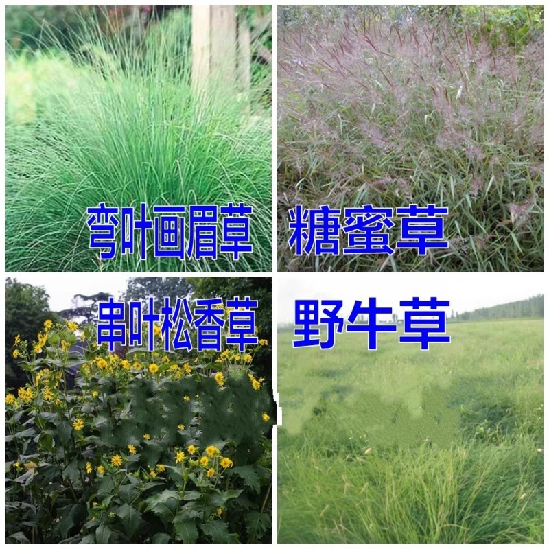 野牛草种子护坡固土草籽生态修复耐寒耐践踏耐旱暖季型矮生多