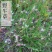 野牛草种子护坡固土草籽生态修复耐寒耐践踏耐旱暖季型矮生多