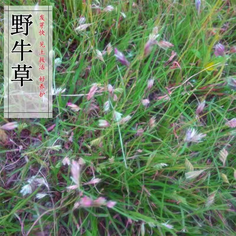 野牛草种子护坡固土草籽生态修复耐寒耐践踏耐旱暖季型矮生多