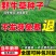 野牛草种子护坡固土草籽生态修复耐寒耐践踏耐旱暖季型矮生多