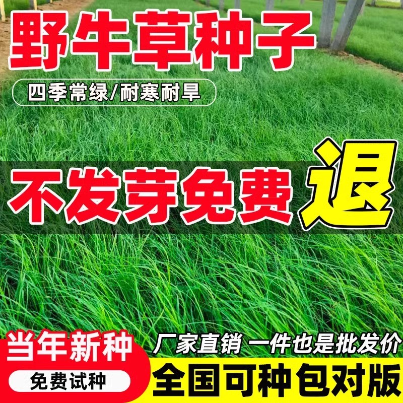 野牛草种子护坡固土草籽生态修复耐寒耐践踏耐旱暖季型矮生多