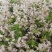 纯野生韭菜花酱，品质保证，价格优惠，诚信经营