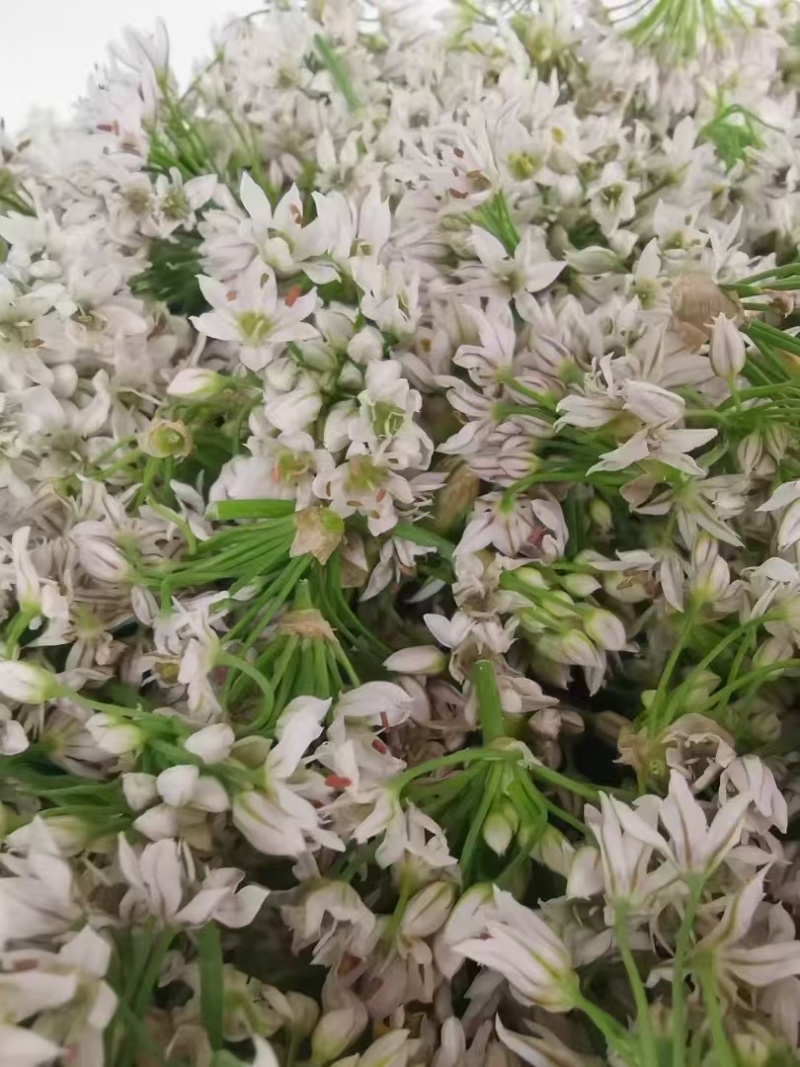 纯野生韭菜花酱，品质保证，价格优惠，诚信经营