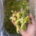 花菜干有机花菜干脱水菜花干品质好价格实惠口感好大人小孩皆易