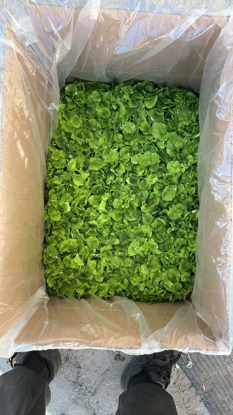 推荐莴笋干脱水莴笋片易保存营养丰富厂家直发价格实惠欢迎联系