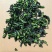 万年青脱水菜芯营养高易保存青菜干量大价优欢迎联
