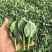 万年青脱水菜芯营养高易保存青菜干量大价优欢迎联