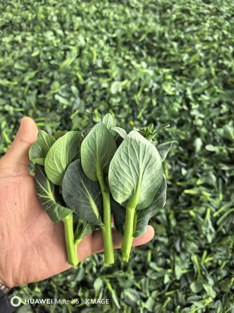万年青脱水菜芯营养高易保存青菜干量大价优欢迎联