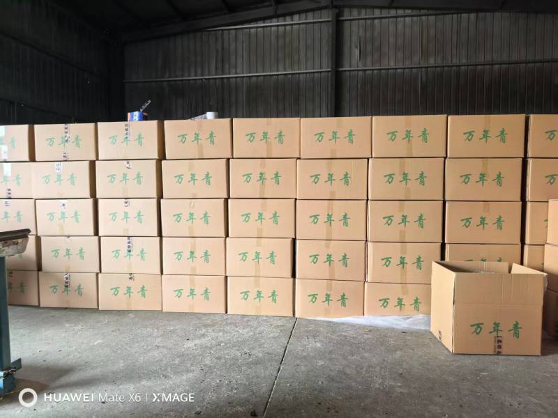 万年青脱水菜芯营养高易保存青菜干量大价优欢迎联