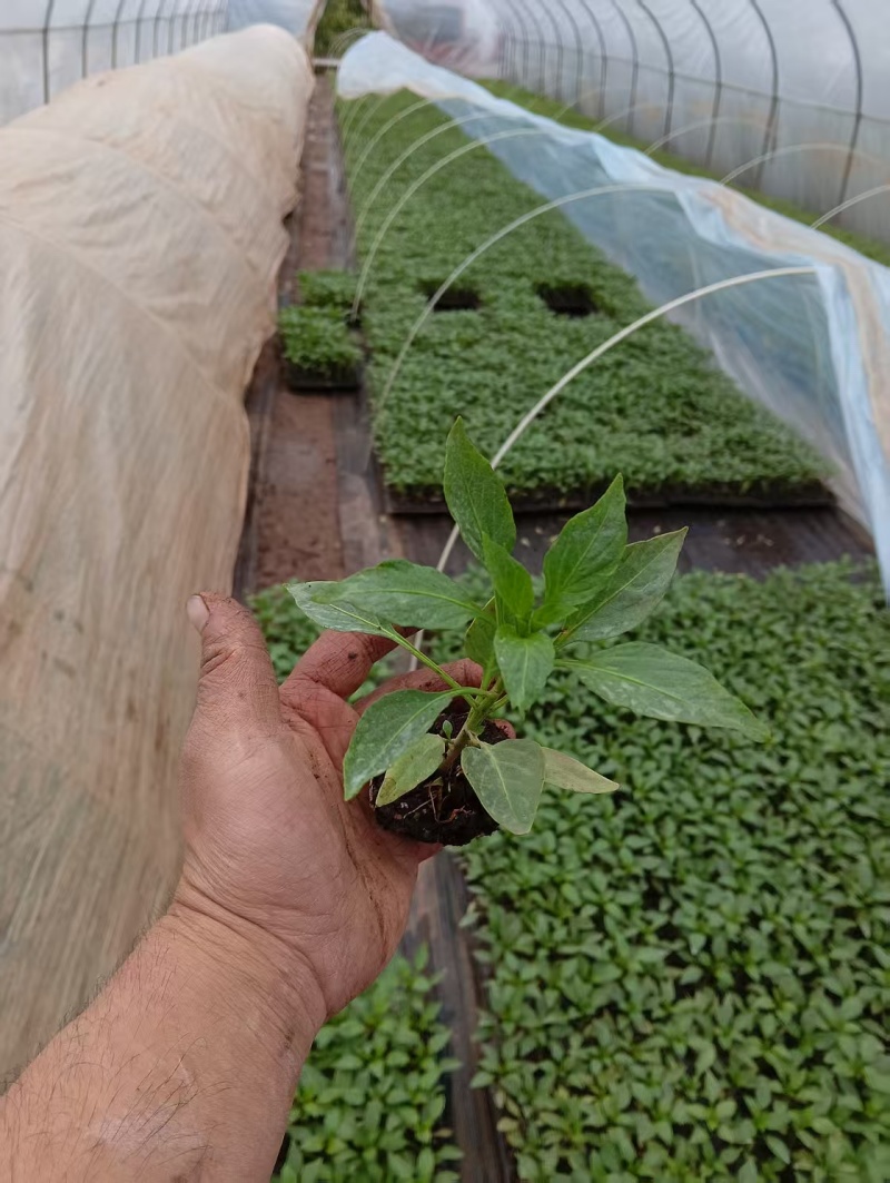 薄皮椒辣椒苗量大从优产地直发云贵川优先发货欢迎咨询