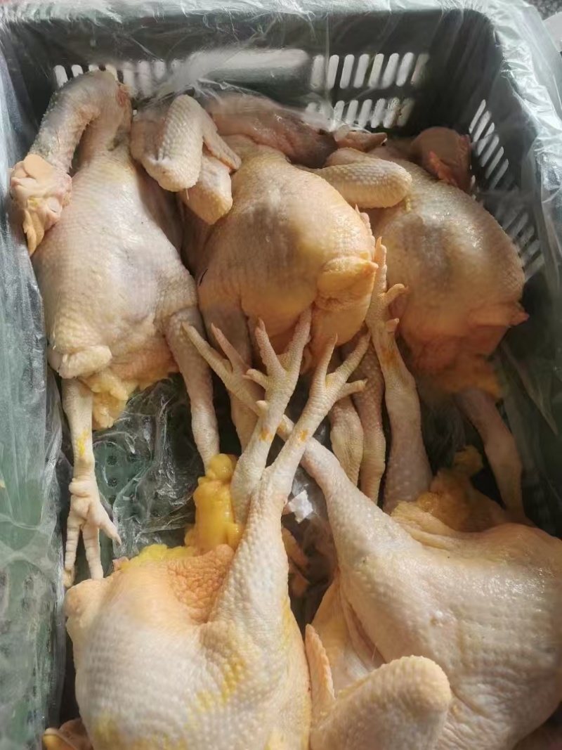 线鸡光鸡量大质优价格优惠一手货源欢迎咨询采购20起发