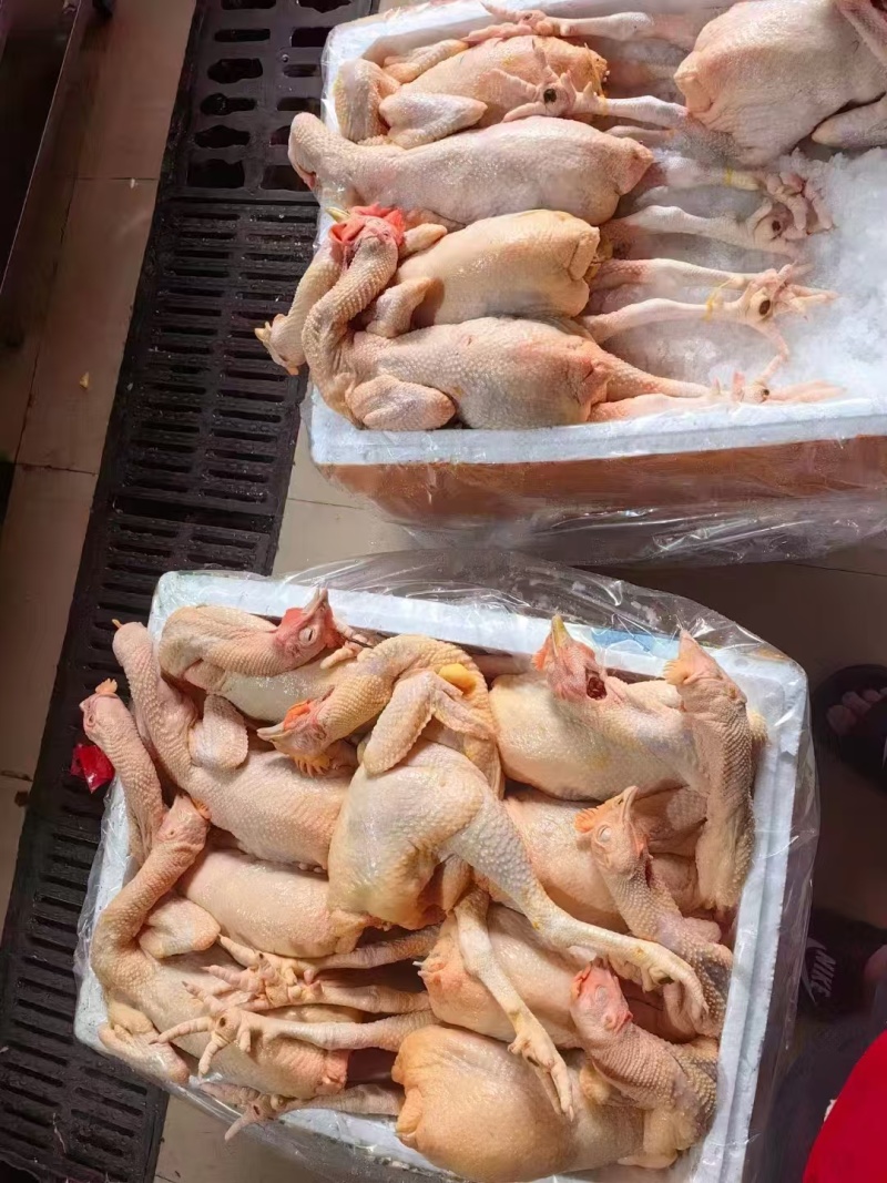 线鸡光鸡量大质优价格优惠一手货源欢迎咨询采购20起发