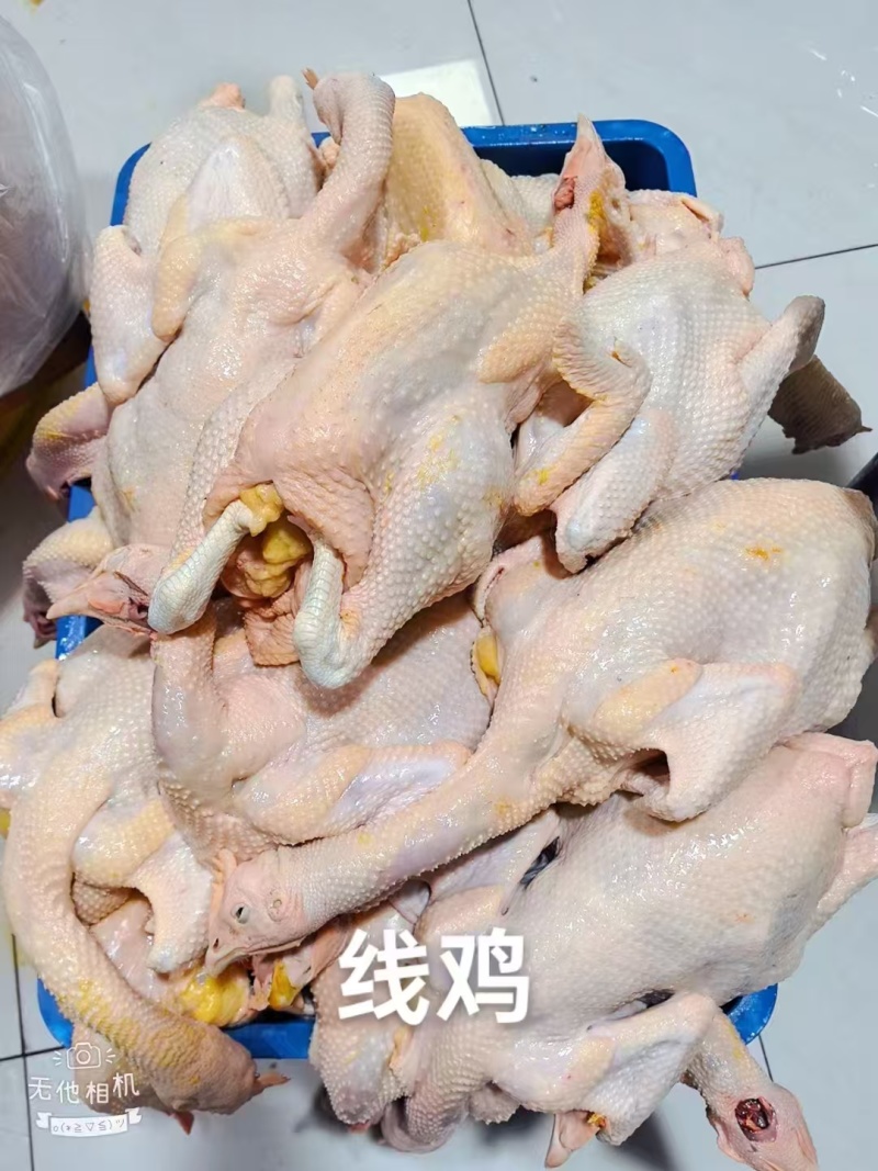 线鸡光鸡量大质优价格优惠一手货源欢迎咨询采购20起发
