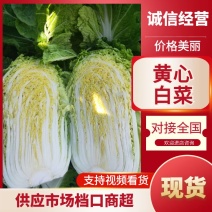 黄心大白菜产地一手货源量大从优欢迎电话联系