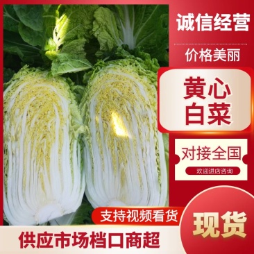 黄心大白菜产地一手货源量大从优欢迎电话联系