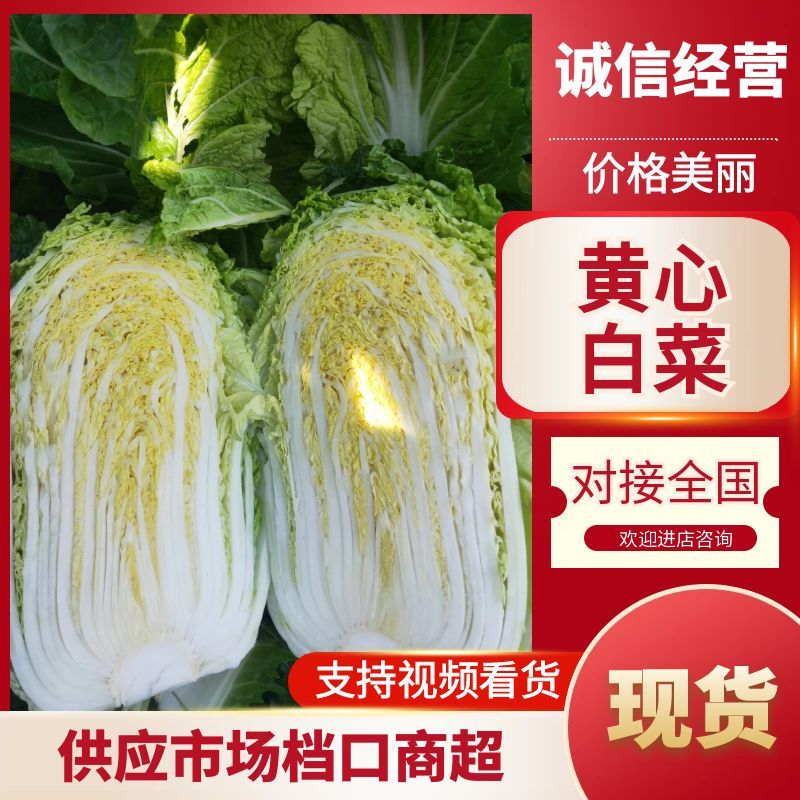 黄心大白菜产地一手货源量大从优欢迎电话联系