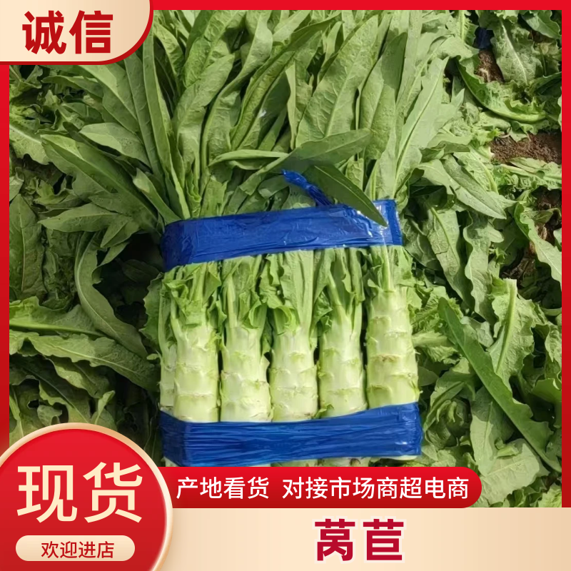 红叶莴笋大量供应对接商超市场食堂欢迎电话联系