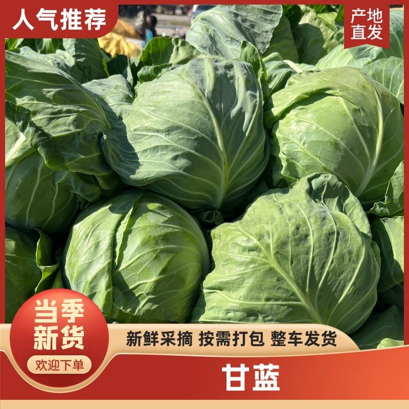 精品甘蓝圆包菜产地货源充足对接商超菜市场欢迎联系