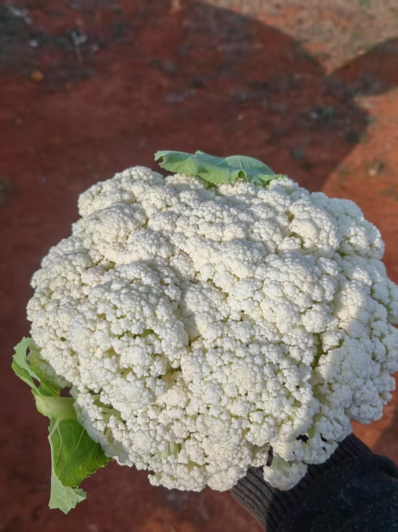 云南散花松花菜白面青梗松花菜产地大量上市一手货源批发