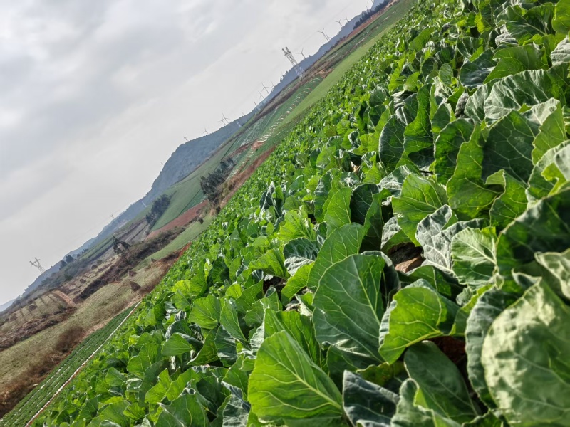 云南散花松花菜白面青梗松花菜产地大量上市一手货源批发