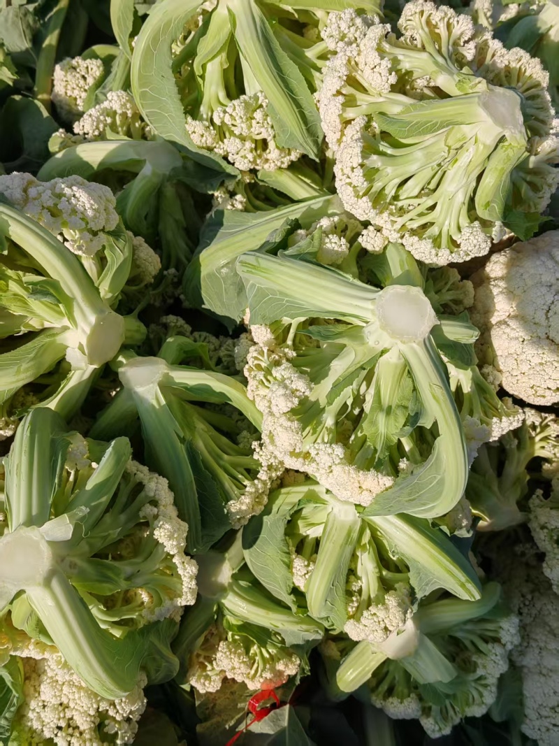 云南散花松花菜白面青梗松花菜产地大量上市一手货源批发