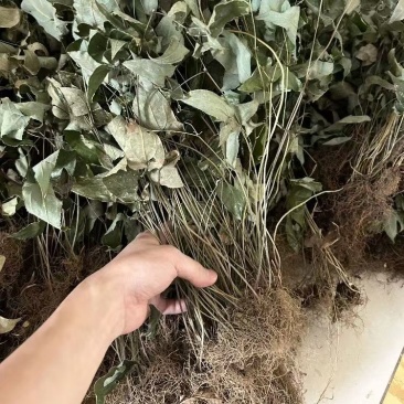 淫羊藿淫羊藿淫羊藿淫羊藿淫羊藿淫羊藿叶批发