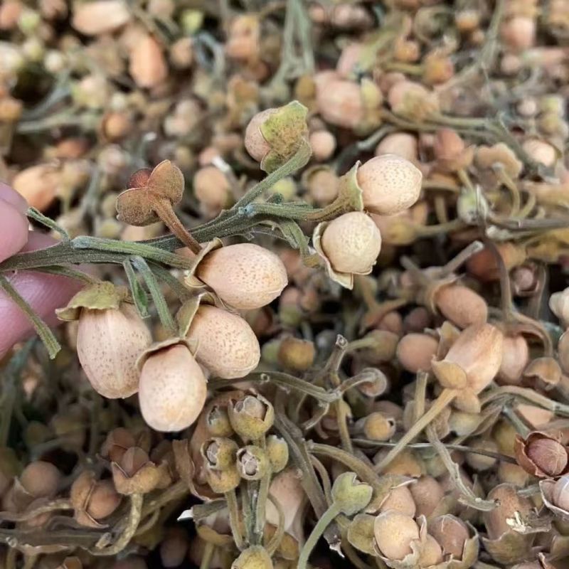 化橘红花雷州化橘红花化橘红花化橘红花化橘红花批发