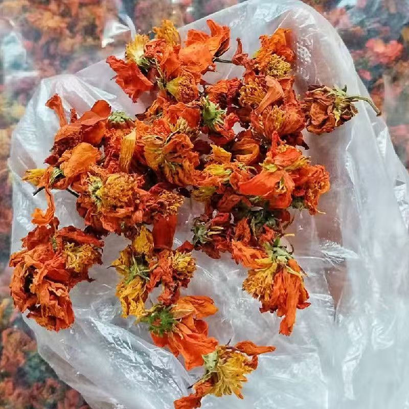 冰菊花冰菊新疆冰菊冰菊花冰菊新疆冰菊批发