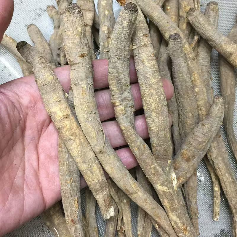甜当归当归甜当归当归甜当归当归甜当归当归批发