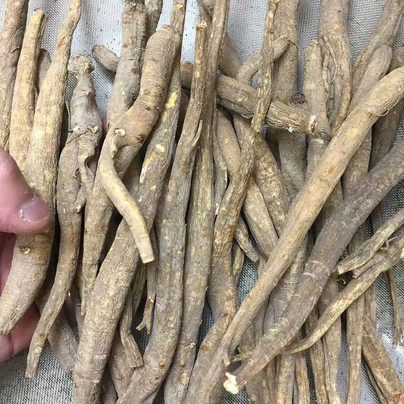 甜当归当归甜当归当归甜当归当归甜当归当归批发