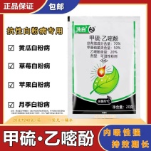 中迅洗白甲基硫菌灵乙嘧酚月季草莓黄瓜番茄甜瓜苹果白粉病杀