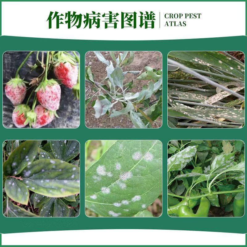 中迅洗白甲基硫菌灵乙嘧酚月季草莓黄瓜番茄甜瓜苹果白粉病杀