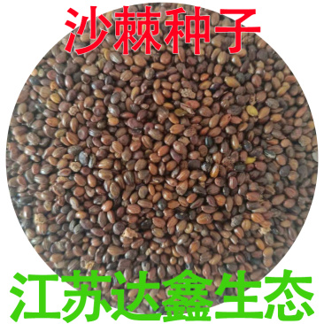 沙棘种子带刺植物沙棘酸刺种籽沙棘树种子水果种子