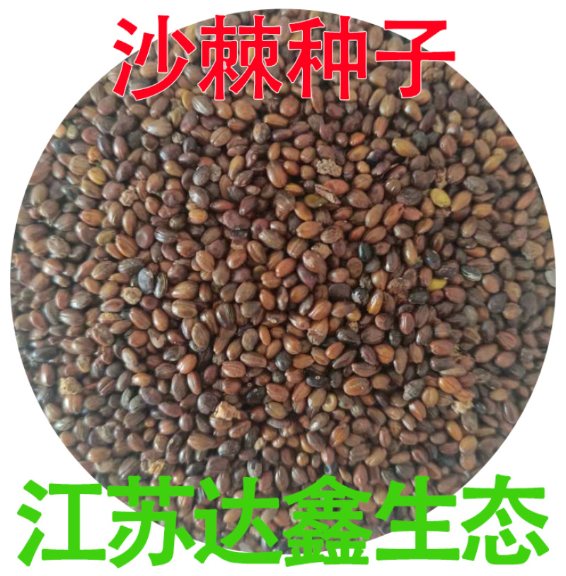 沙棘种子带刺植物沙棘酸刺种籽沙棘树种子水果种子