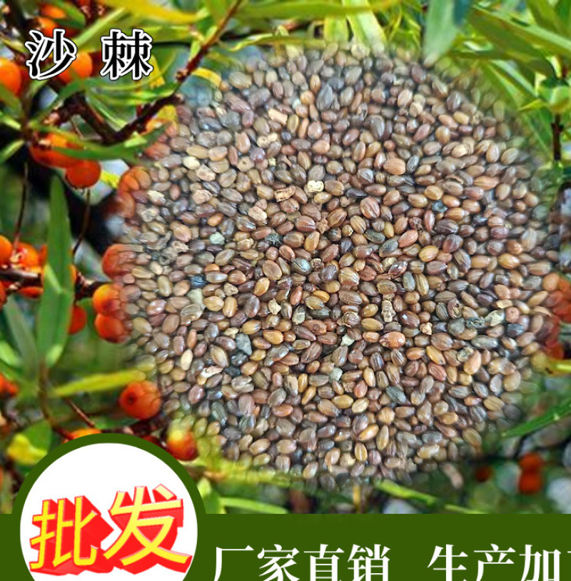 沙棘种子带刺植物沙棘酸刺种籽沙棘树种子水果种子