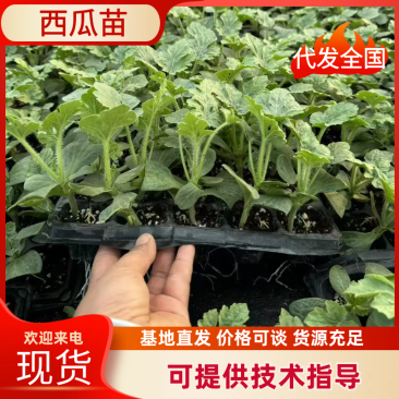 西瓜苗基地直供产量高糖度14品种优量大优惠
